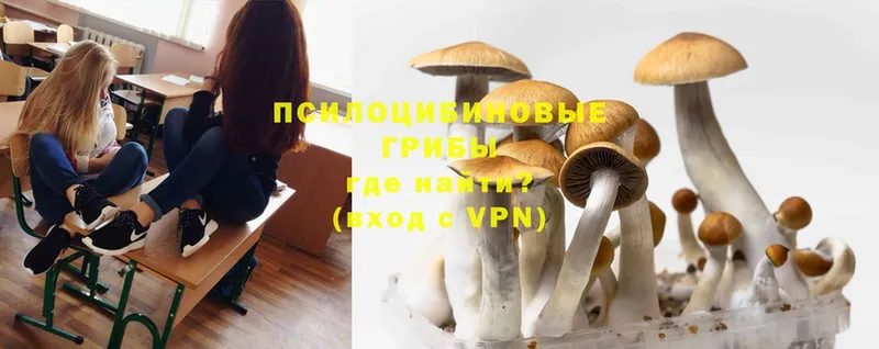 МЕГА ссылки  Калтан  Псилоцибиновые грибы Psilocybe 